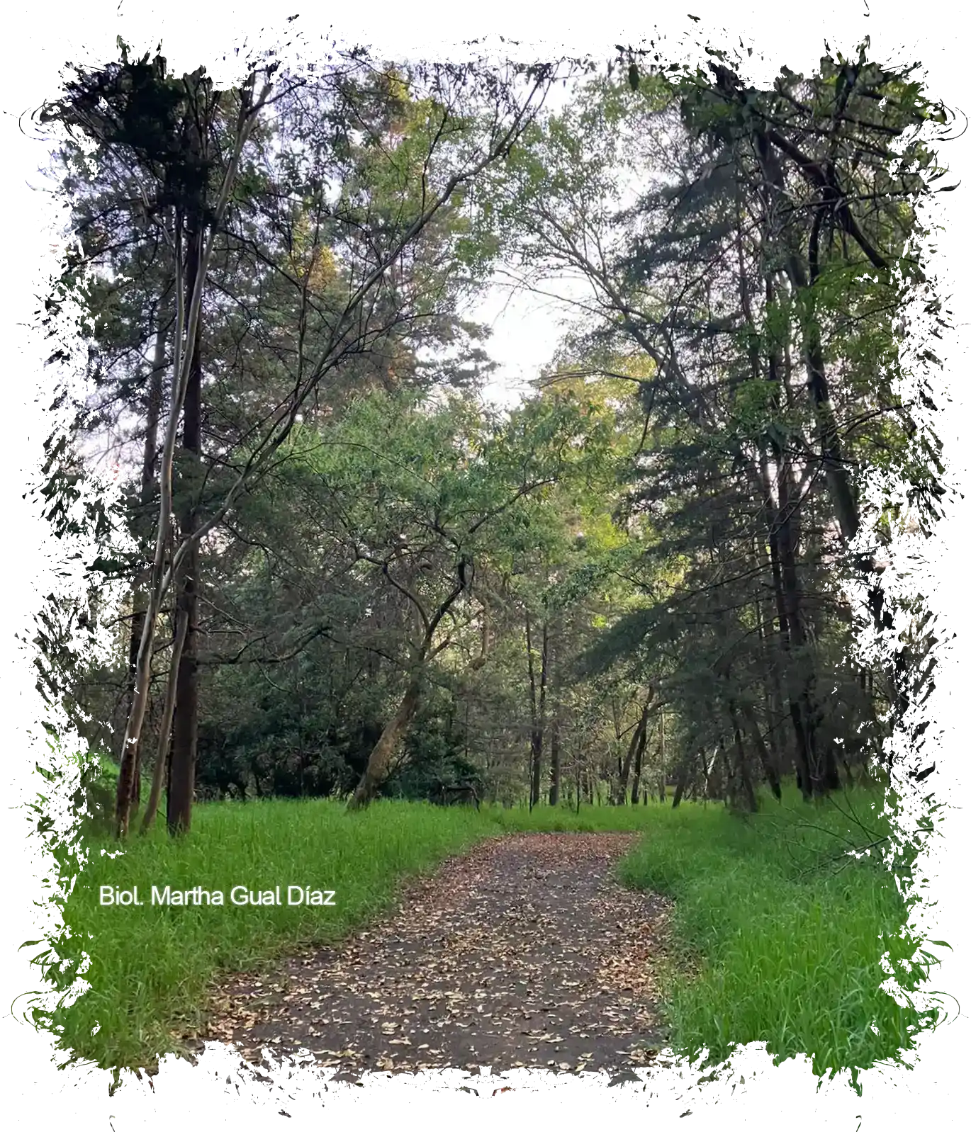 Sanación